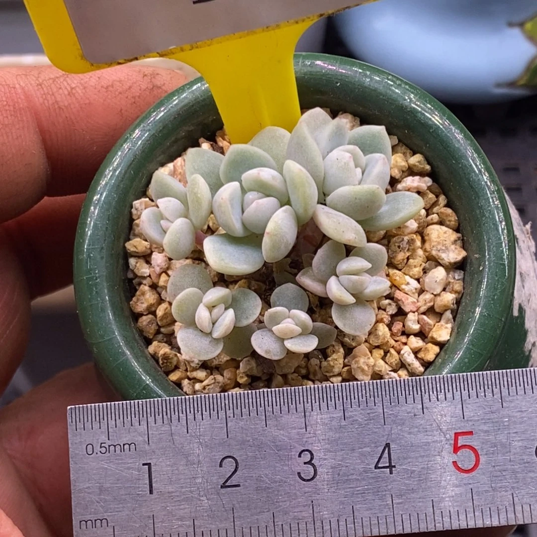 8115冰玉小脸6头…………