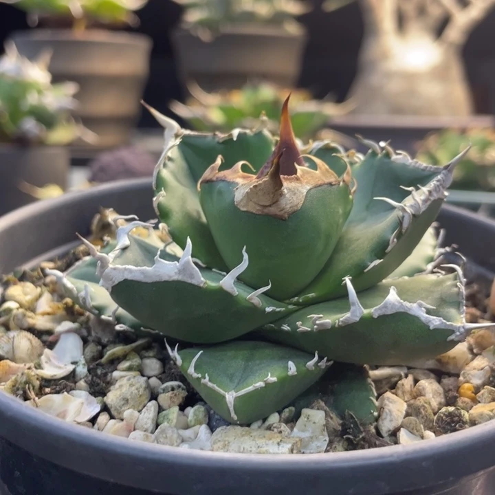 【闪购商品】立可白 灯养