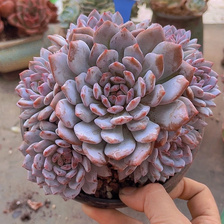 6620星星橙。