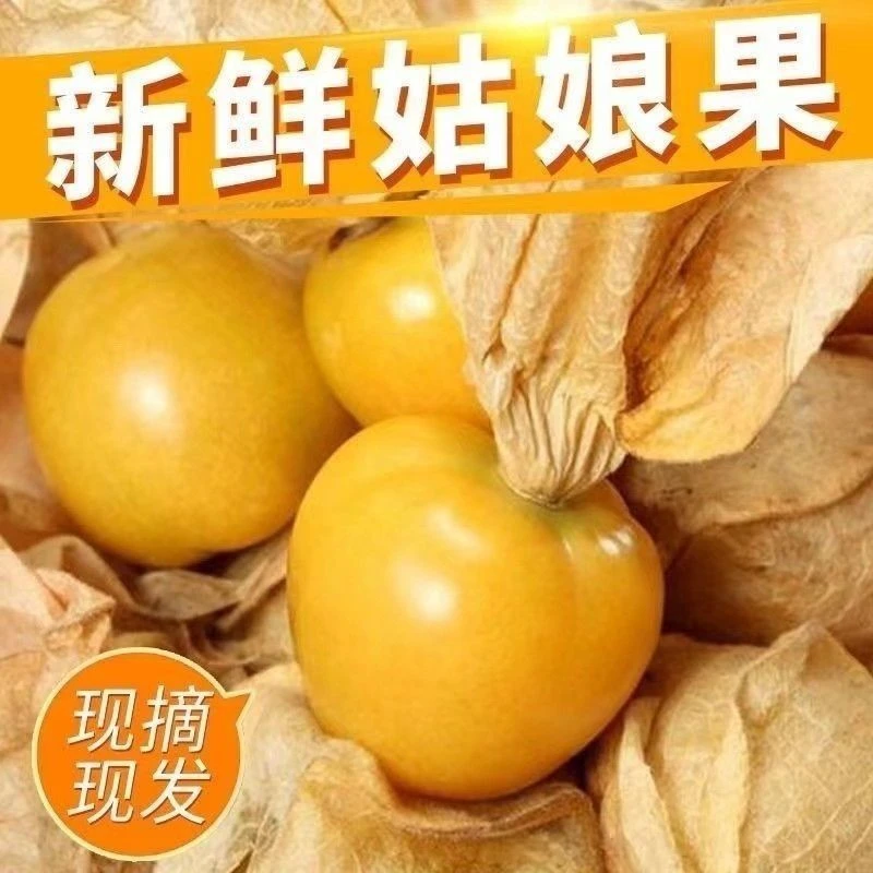 云南姑娘果特产水果新鲜黄金莓当季灯笼果黄菇娘洋姑凉果整箱包邮