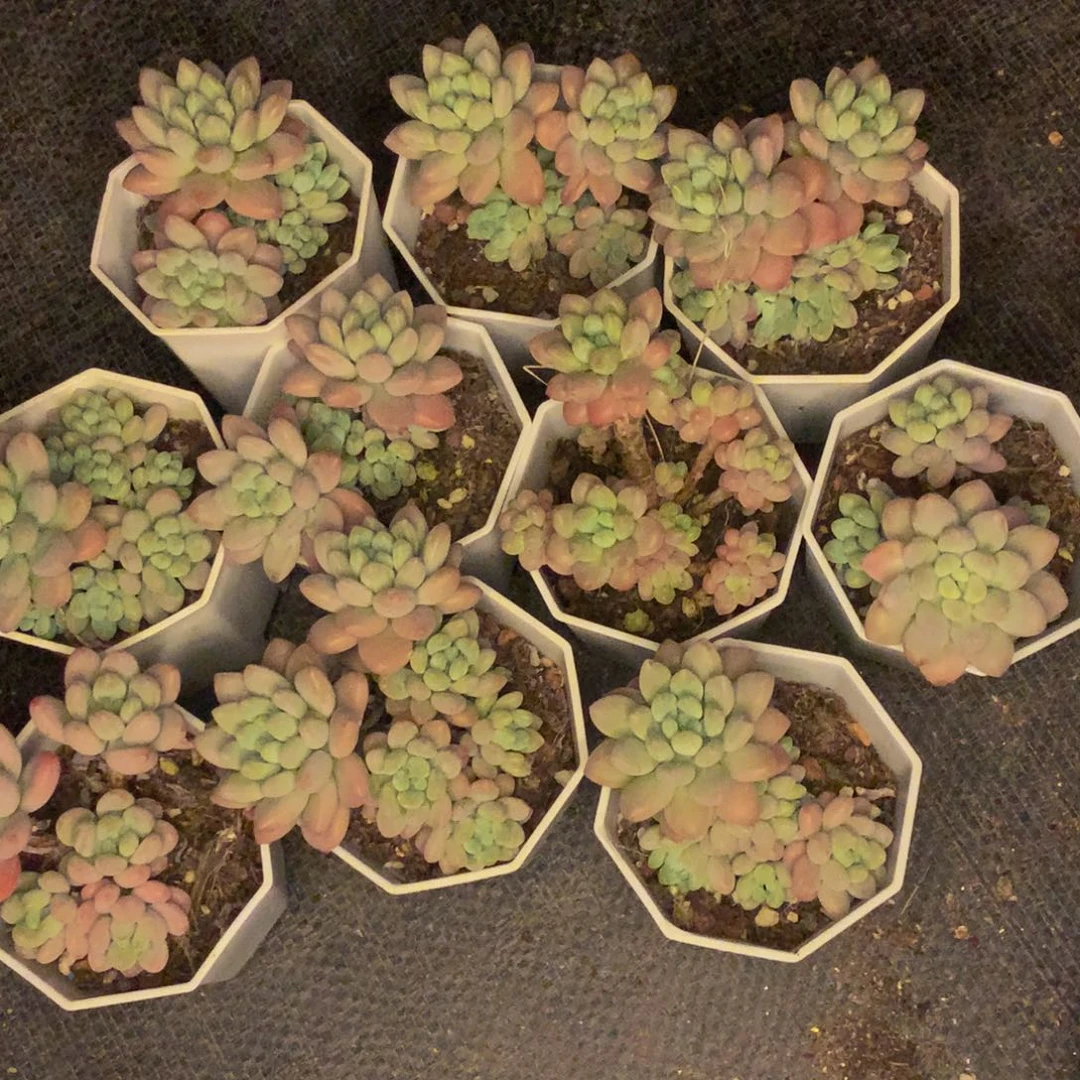 鱼子酱 （满9.99包邮不满9.99发叶子）