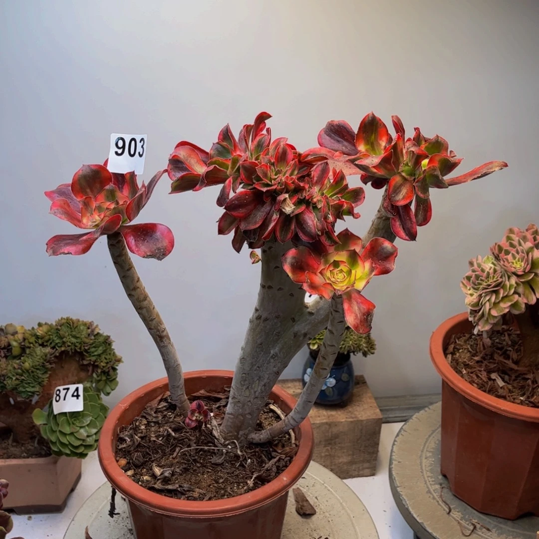 多肉植物雷神缀903
