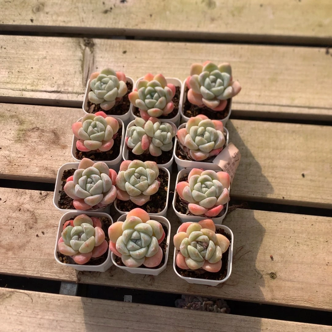 12颗油脸冰玉 特价 5719