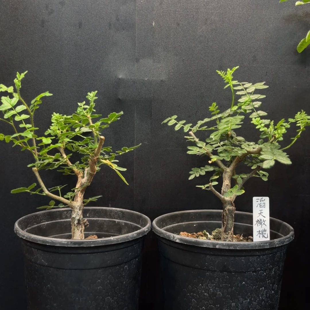 滔天橄榄带盆土。