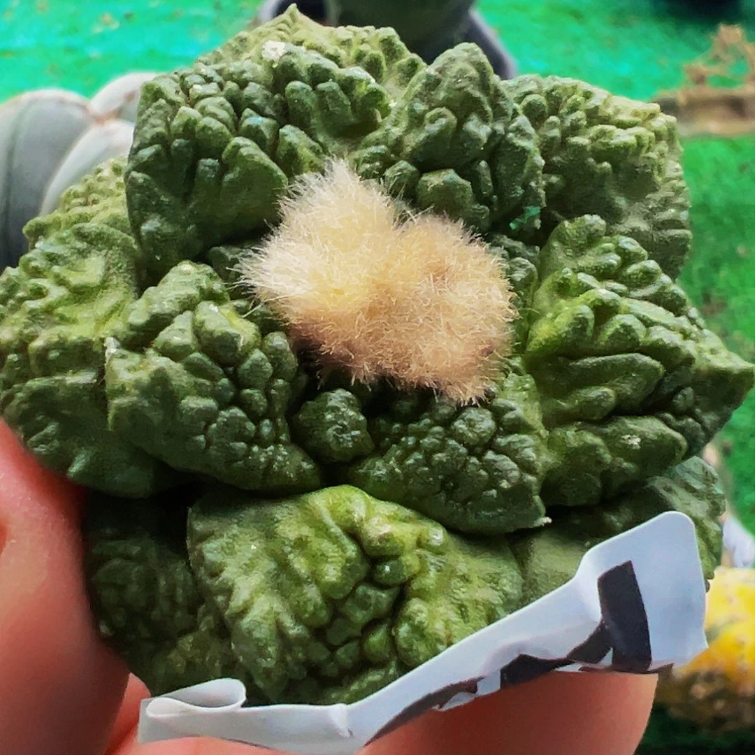 无花朵龟甲牡丹已出根334
