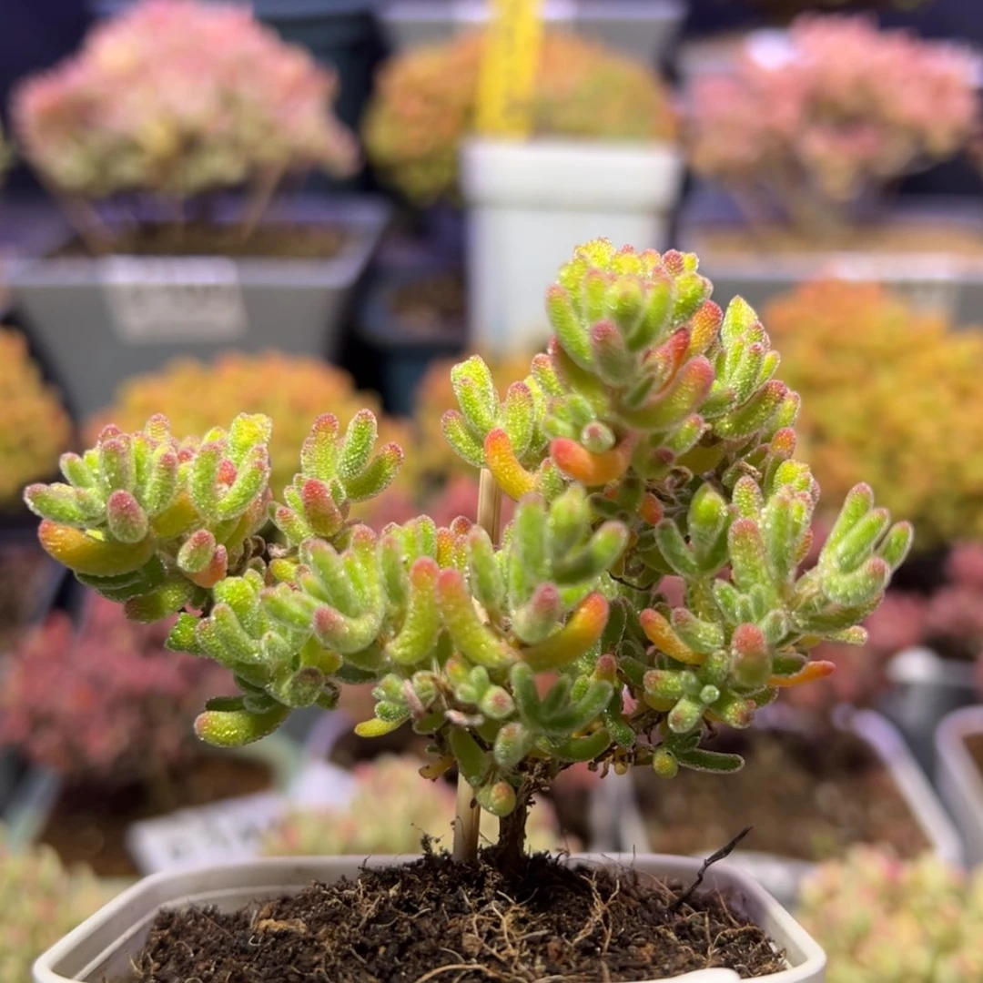 【闪购商品】d693小精控冰川枝干番杏