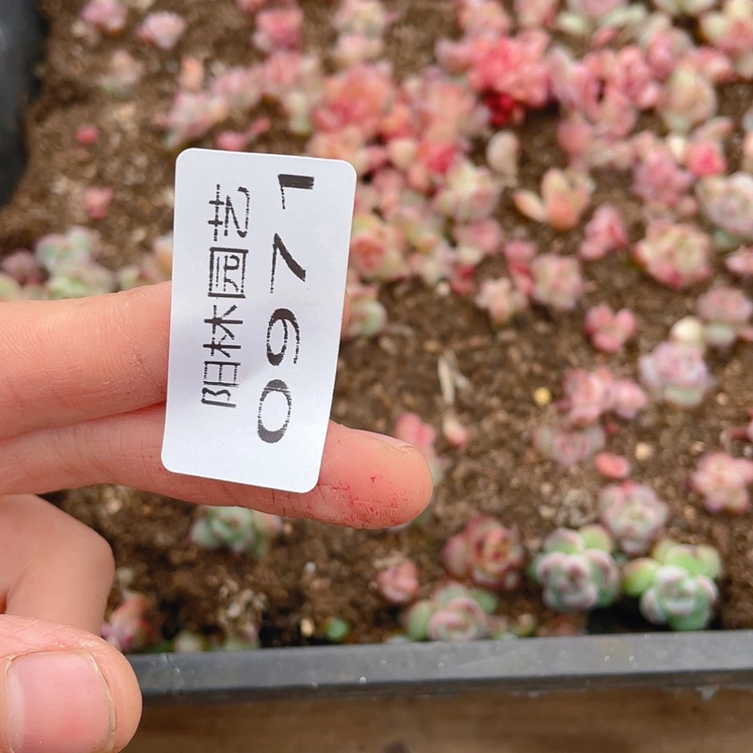 奶***࿐多肉植物多肉植物971