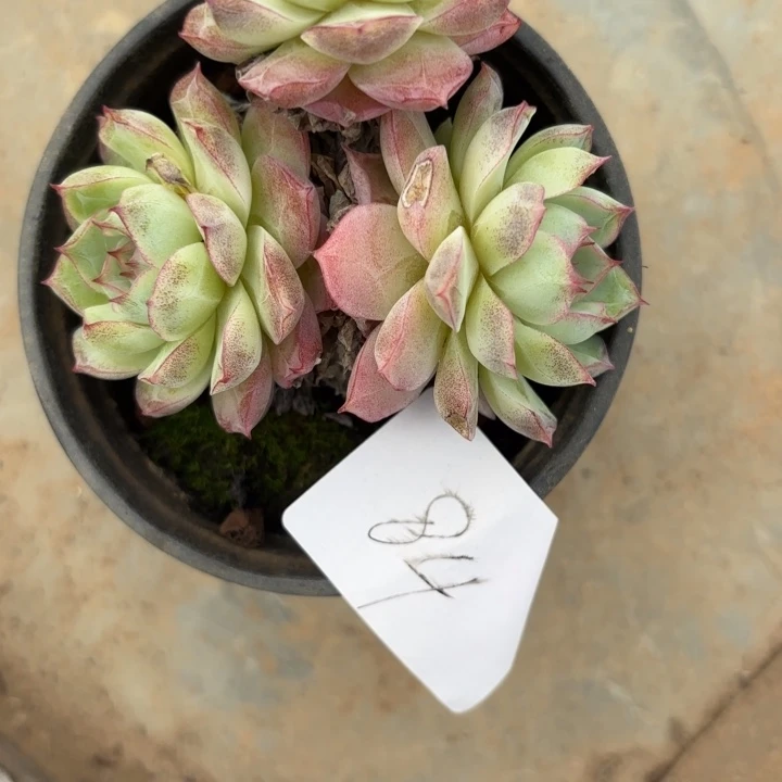 闪购84呀呀呀雨啊呀呀呀呀呀哎呀呀