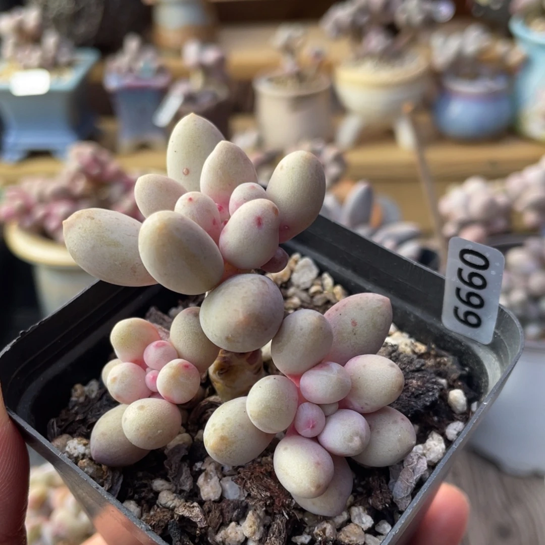 仙子奶酪多肉植物