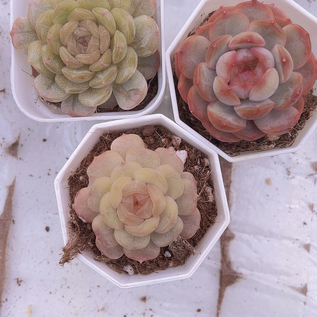 三恋组合19包邮多肉