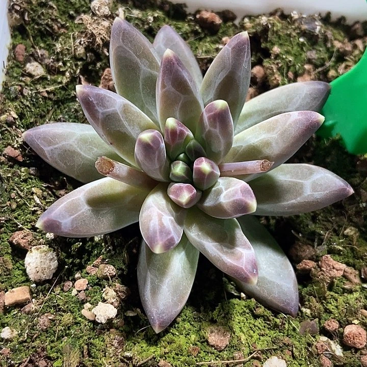 多肉植物梵高830