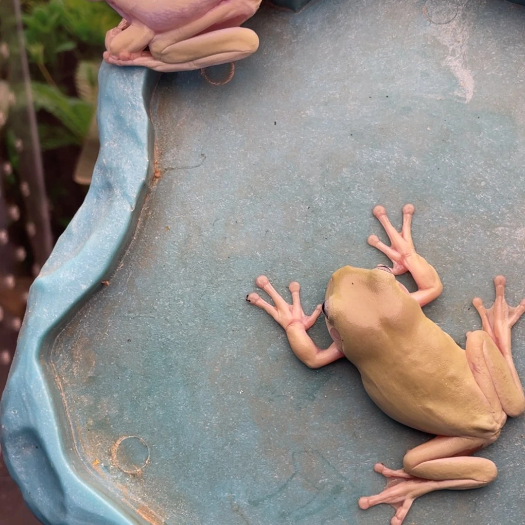 老爷树蛙瑕疵蓝眼，青黄➕青柠