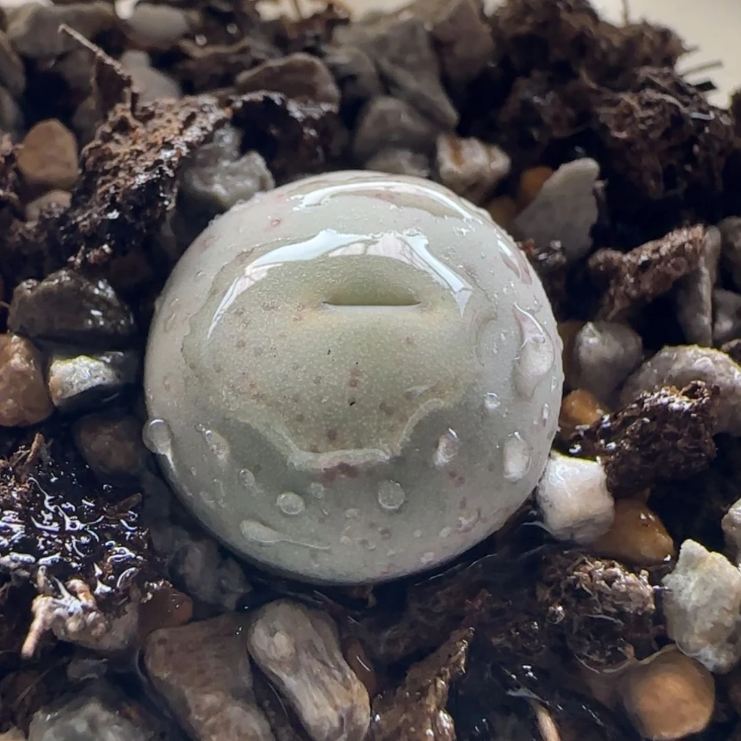 【闪购商品】0936V嘴