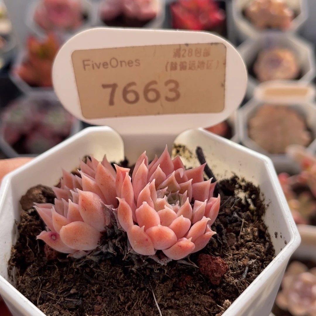 财路7663-4.0厘米