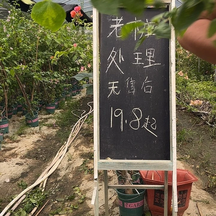 无花朵三角梅三角梅640