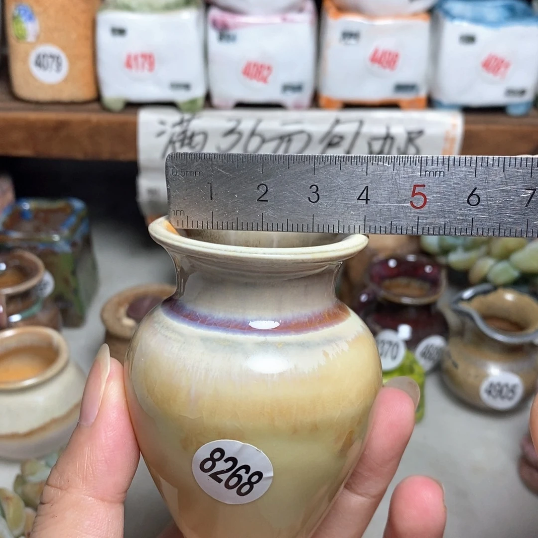 拍5送一个9.9元的盆