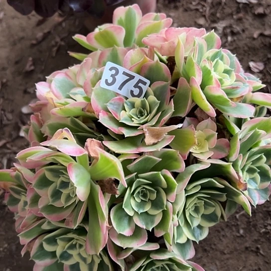 小***学多肉植物一个粉玲珑375