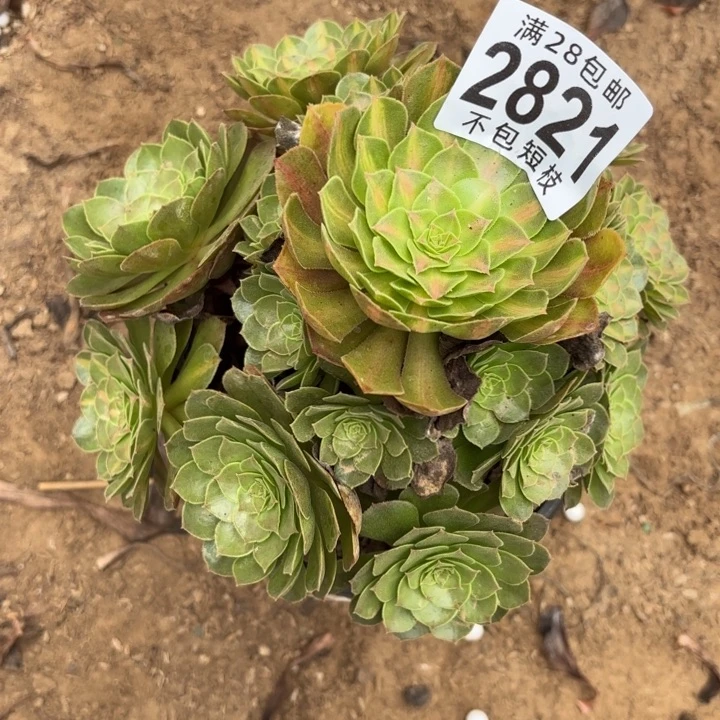 抹茶多肉植物2821