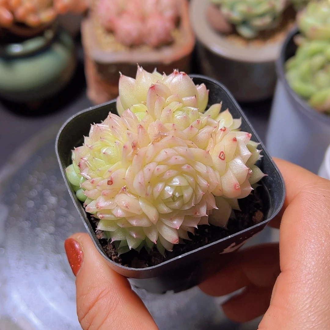 潇*妹新品，多肉植物