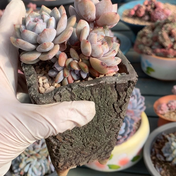 无花朵哈哈哈哈哈哈哈哈5