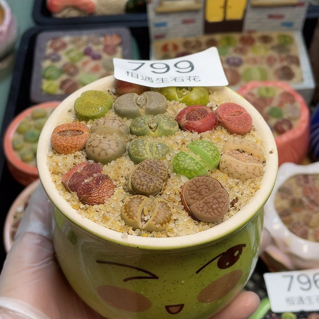 相遇生石花专拍799