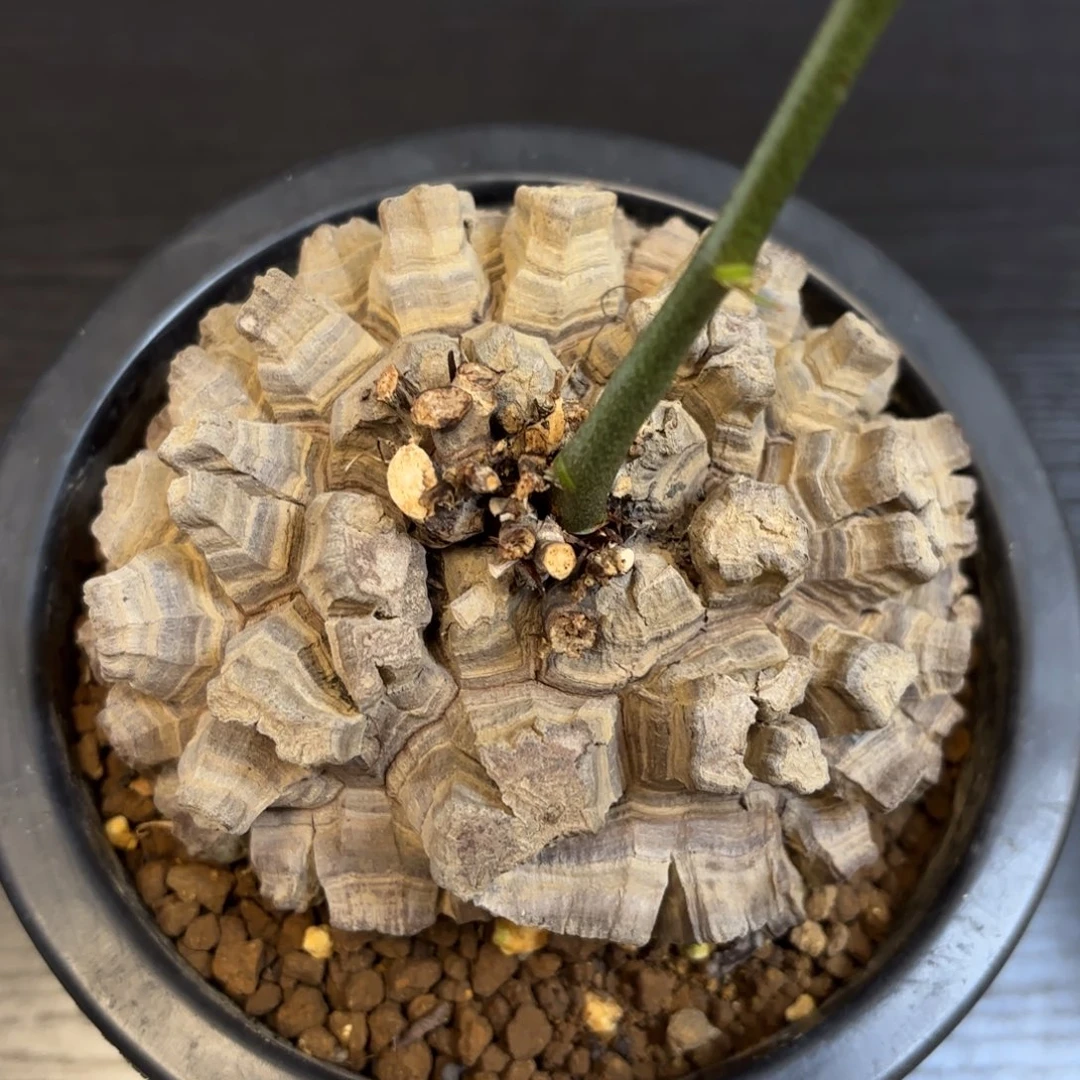 2号龟甲龙带盆包邮