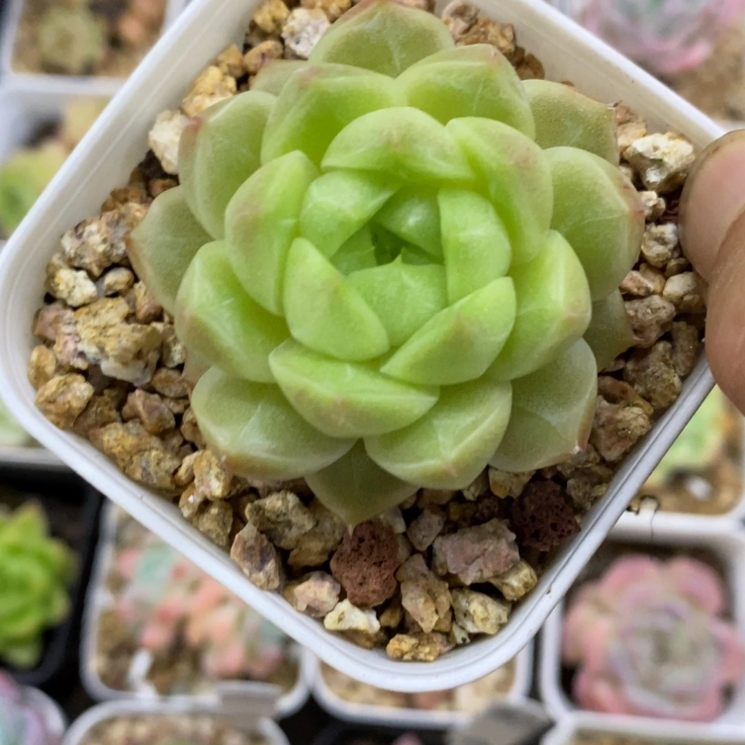 精品多肉一物一拍不包整47
