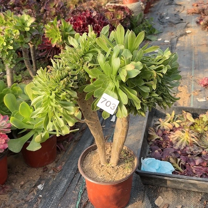 绿法师缀多肉植物不包损703