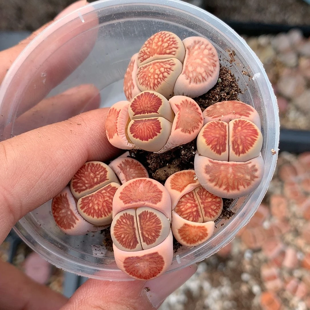 W728多肉植物保护