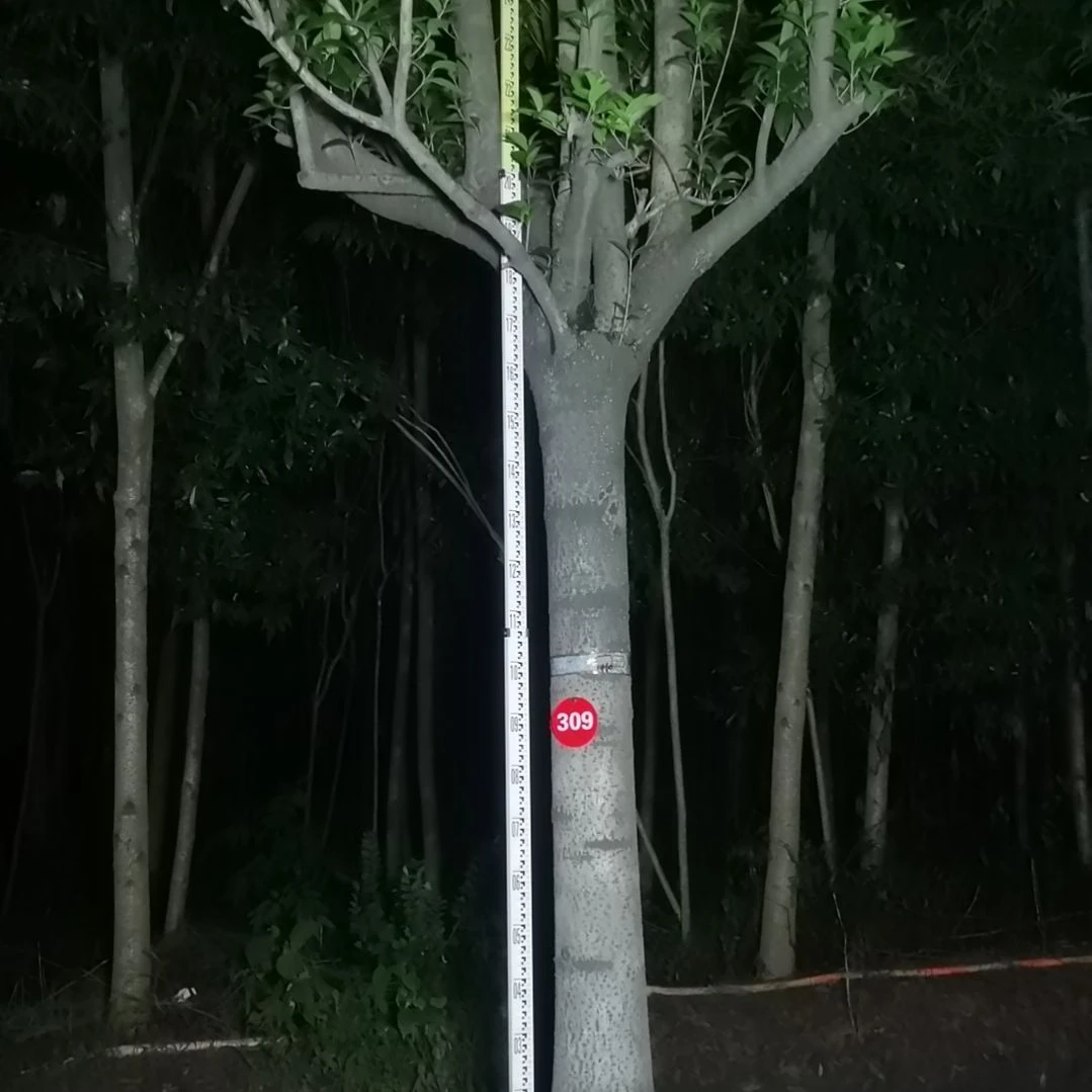 无花朵啊啊啊啊啊，啊啊啊啊？你