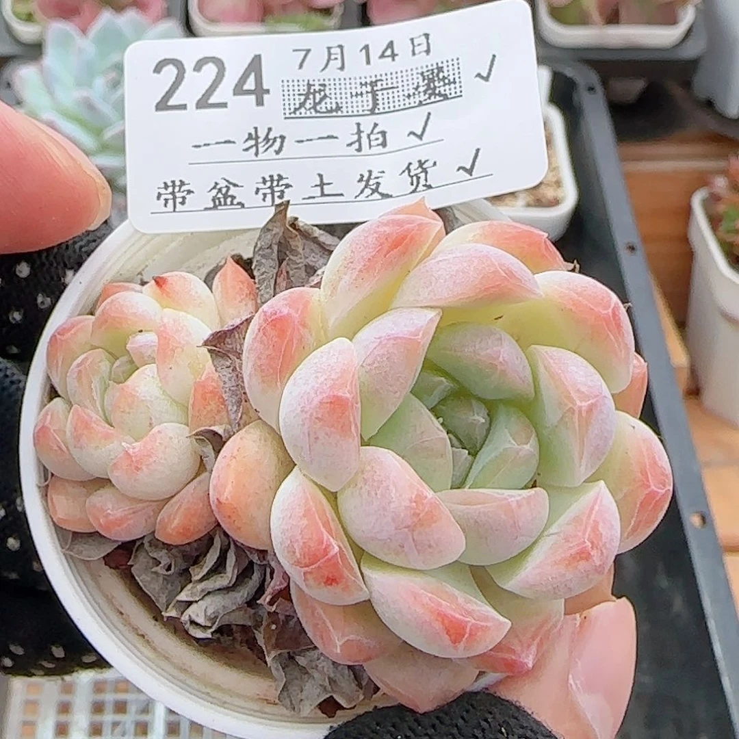 多肉0714-224白桃汽水