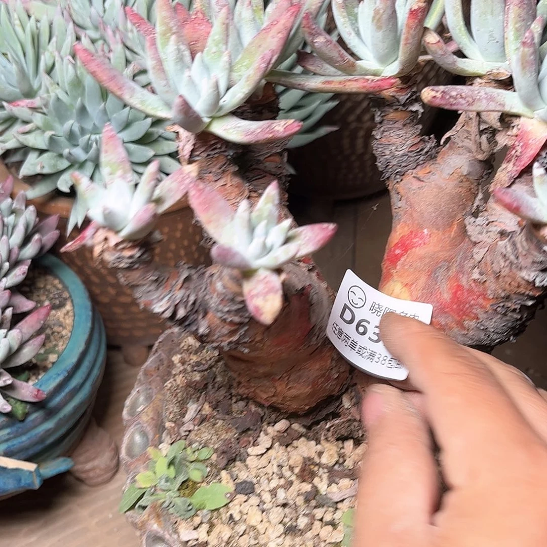 6353蓦然一白菊仙女杯多肉