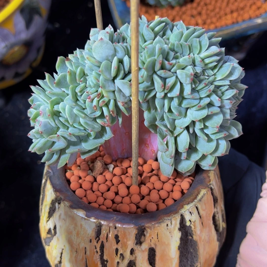 白恋缀化天天开心