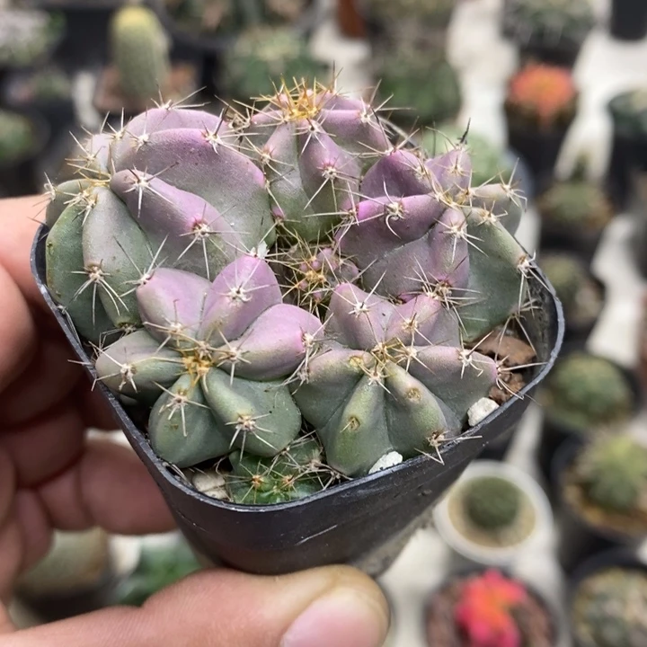 实生微刺虾特价福利