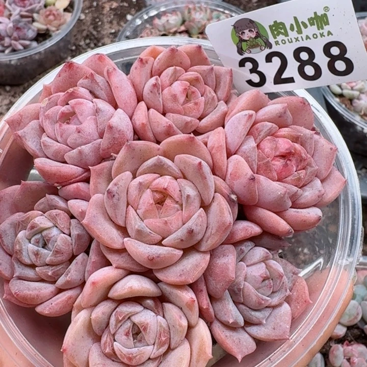 多肉植物多肉植物