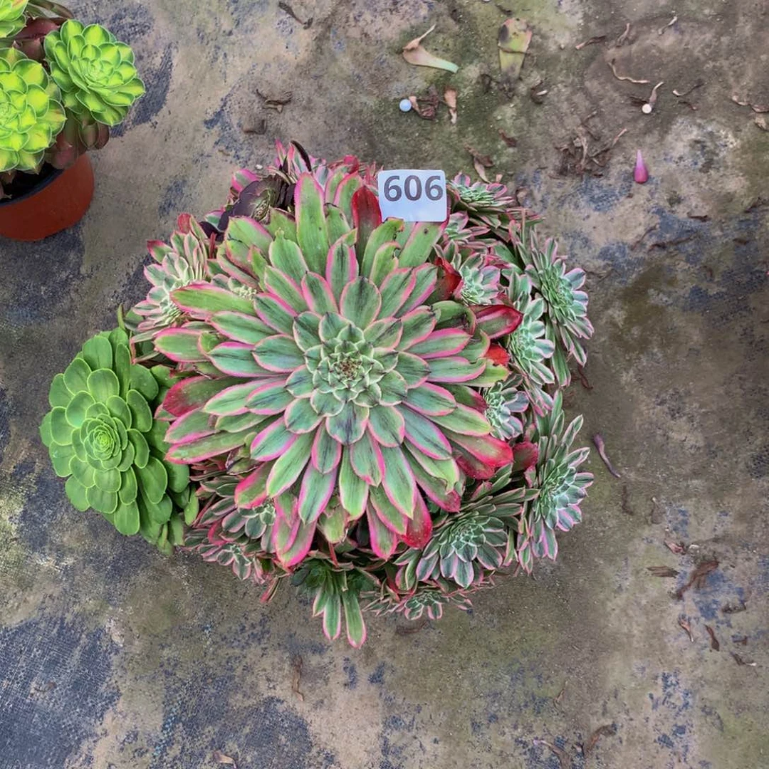 【闪购商品】拾*@606000000000000