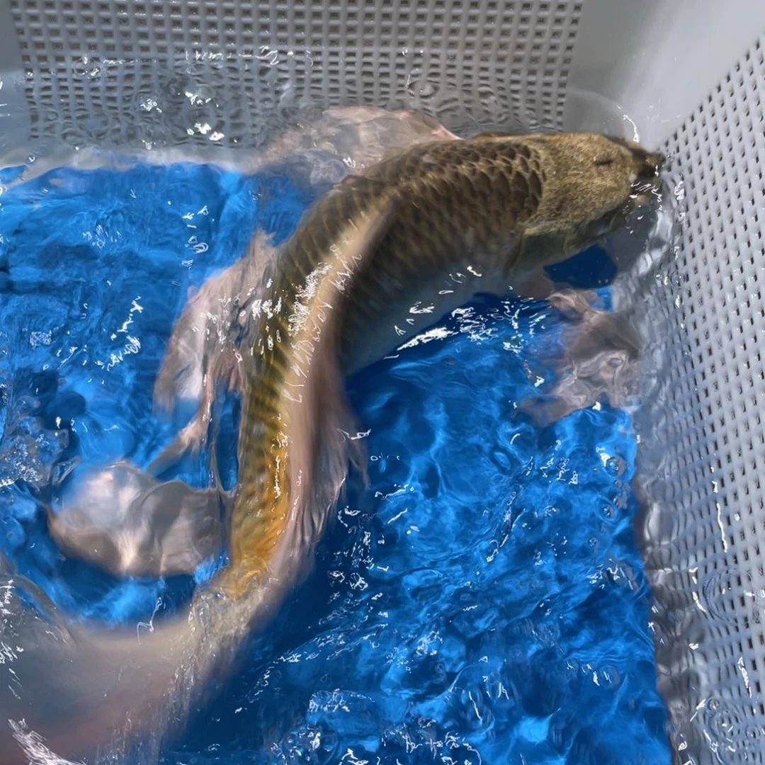 锦鲤锦鲤包邮包售后
