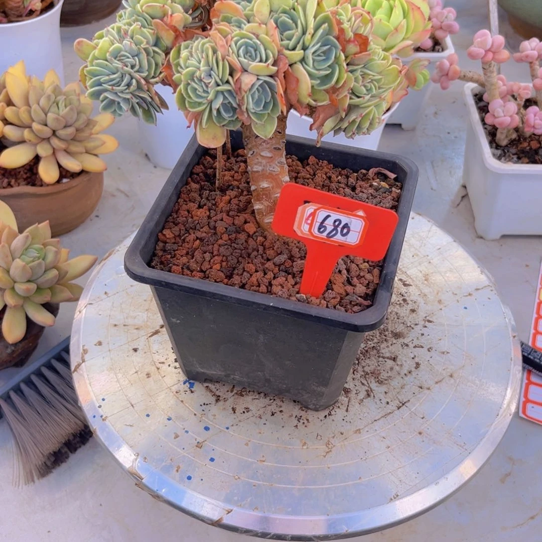 旋***马艾斯霉680多肉植物