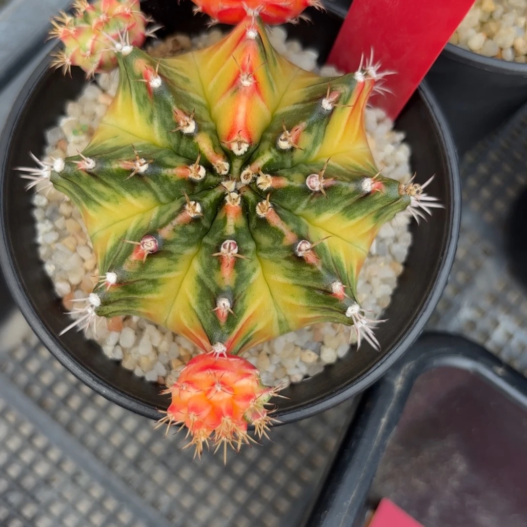 179-1130泰国发货多肉