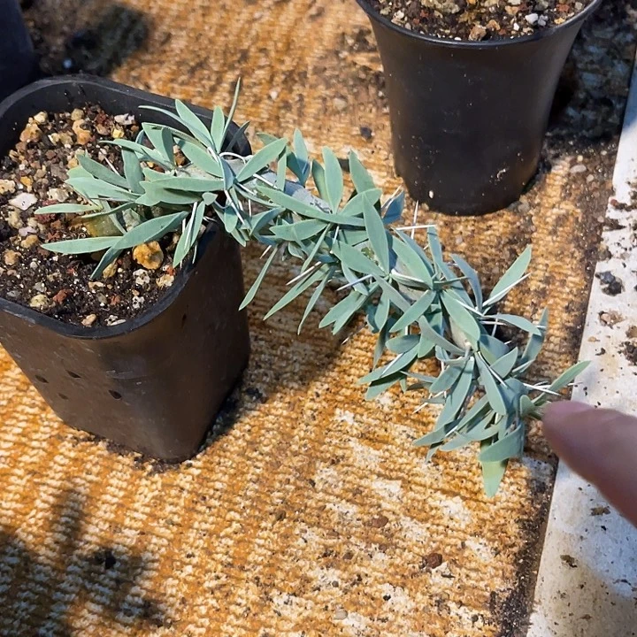无花朵一物一拍下单包邮