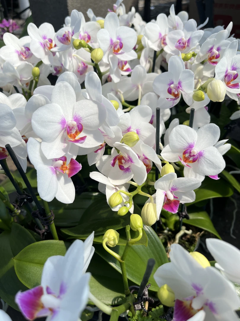 【钢琴师】梦语花卉蝴蝶兰家用观赏美观大方淡雅