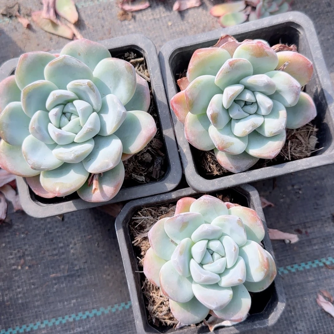 无花朵黑方冰玉精控