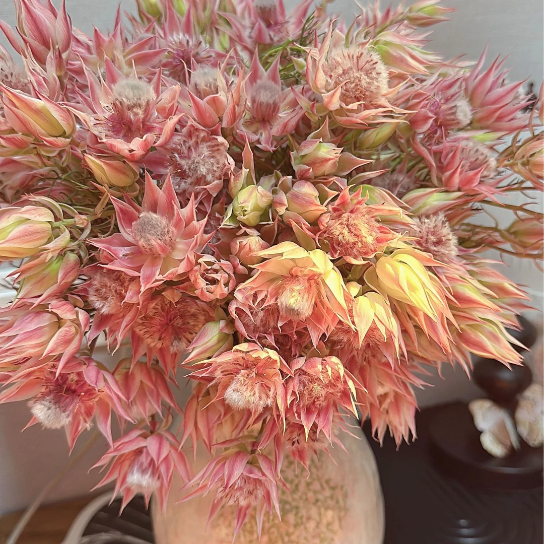 【南非粉新娘花】鲜切花 可做干花 云南基地直发 一单顺丰包邮