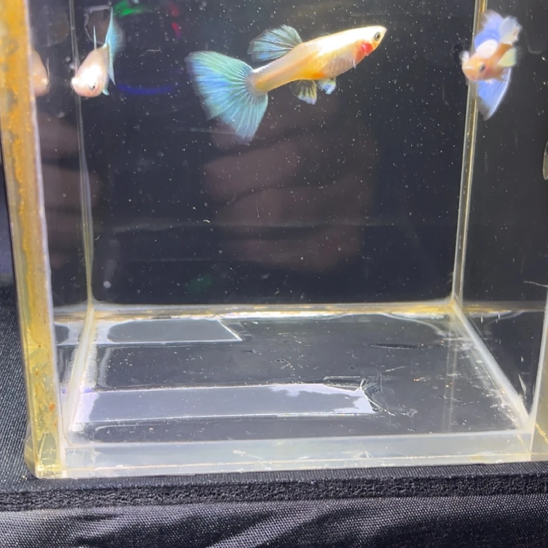 孔雀鱼孔雀鱼孔雀鱼