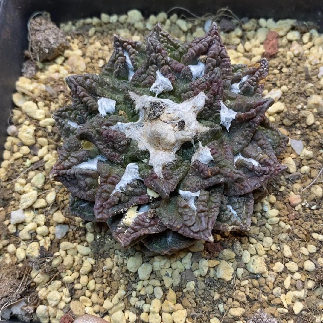 69号 自根状态龟甲6公分