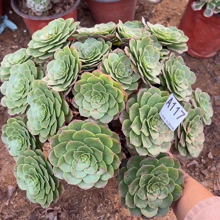 万圣节多肉植物117.