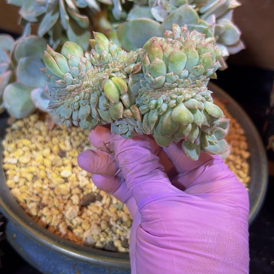 社****人新年快乐 新年快乐 新年快乐