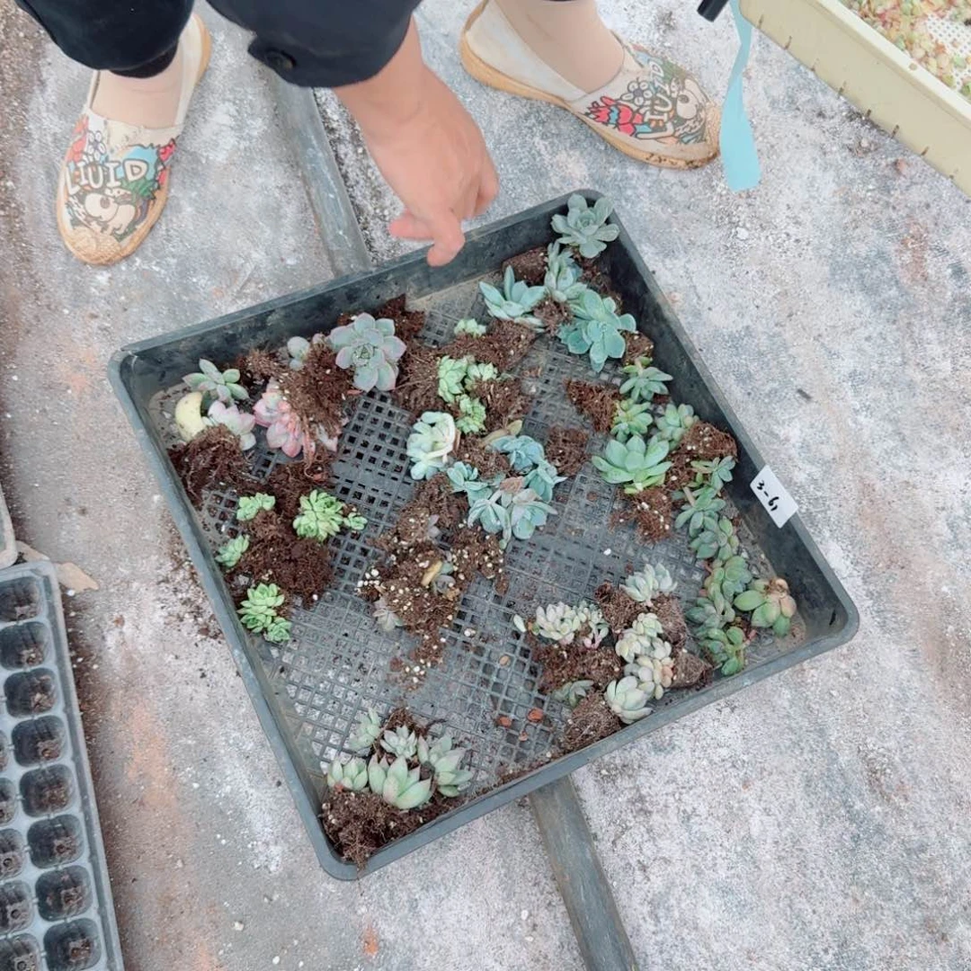 五十颗苗子量拍3-16