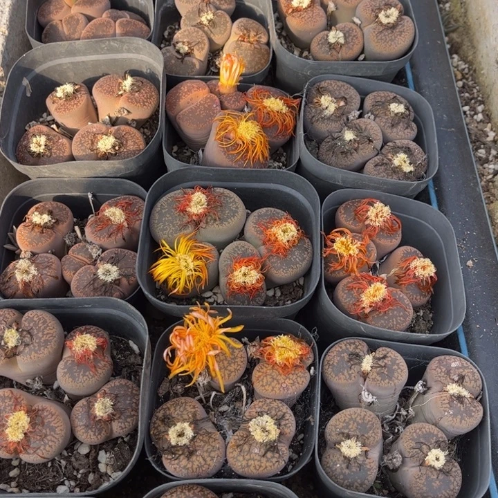 四头大日轮8888888888