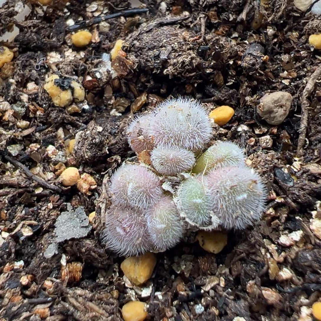 多肉植物89号紫毛球